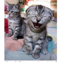 cat%20laughing.jpg