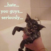 kitty%20hates%20us.jpg