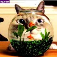 fishbowl.jpg