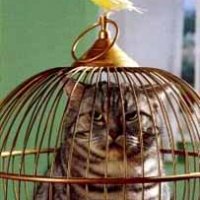 caged-cat-and-canary.jpg