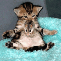 cat-kitten-mouse-bounce.gif