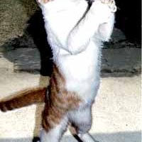 praying-cat-2.jpg