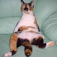 suzy\'s-cat-2.jpg