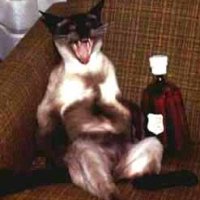 laughing-cat-with-bottle-2.jpg