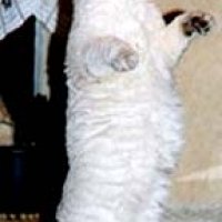 dancing-white-cat.jpg