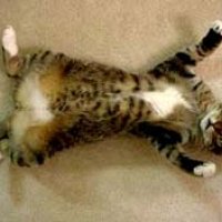 neo-tabby-tummy.jpg