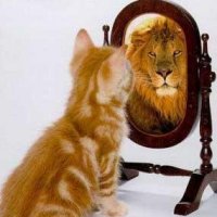 cat_lion.jpg