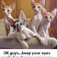 catears.jpg
