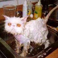 cat-wetkitty.jpg