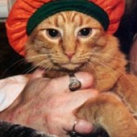 pumpkin_cat.jpg