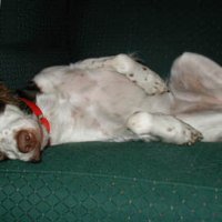 belly.jpg