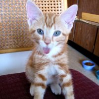 sticking out his tongue-resize.jpg