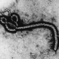 ebola.gif