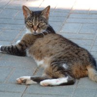 Burger - The Cat.JPG