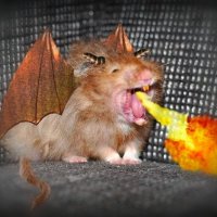 hamster dragon.jpg