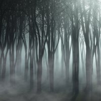 foggy-forest-landscape_1048-11805.jpg