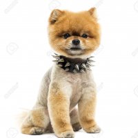 27016536-groomed-pomeranian-dog-sitting-wearing-a-spiked-collar.jpg