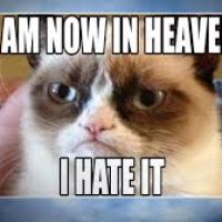 joke_grumpy_cat_in_heaven.jpg
