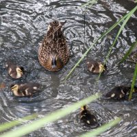 Ducklings with Mother.jpg