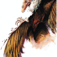 18. Aarakocra 1995 - Dark Sun Monstrous Compendium II.png