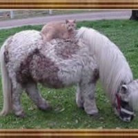 pony1.JPG