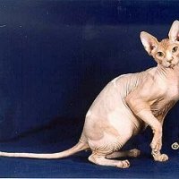 skinhead1.JPG