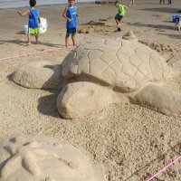 tortoise 1 small.JPG