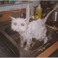 wetcat.jpg