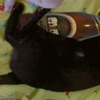 catbottle.jpg