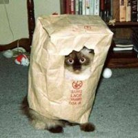 bagcat.jpg