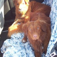 tired car dogs-small.jpg