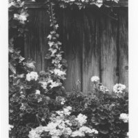 ChauzuPhoto27.jpg
