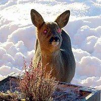 Norway baby deer - evil.jpg
