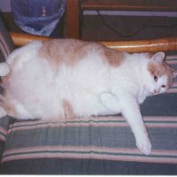 cat_reclining2.jpg