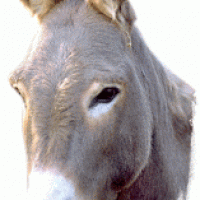 donkey_ani_01.gif