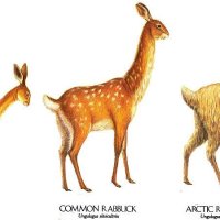 rabbuck.JPG