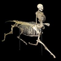 621px-centaur_skeleton.jpg