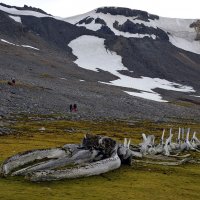 Antarctica, Comandante Ferraz base, Humpback Whale Skeleton.jpg