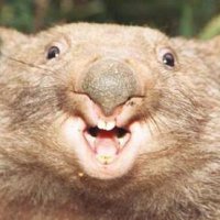 wombat.jpg