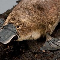 platypus.jpg