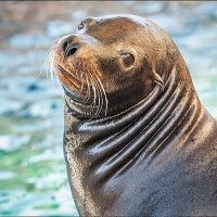 SeaLion.jpg