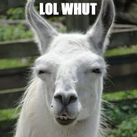 lolwhut.jpg