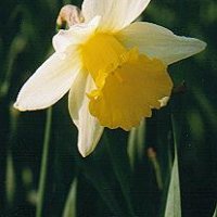 daffodil.jpg