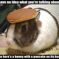 pancakebunny1.jpg