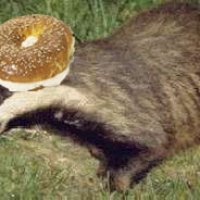 badger.jpg