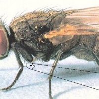 housefly.jpg