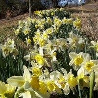 daffs.JPG