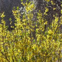 forsythiasmall.JPG