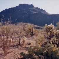 sonoran2.jpg
