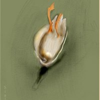 duck-flattened.jpg